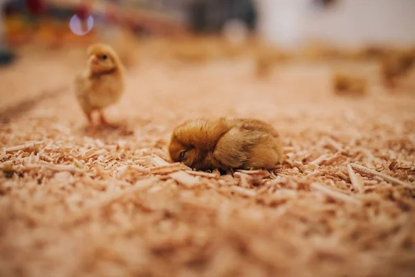 Pollitos Amarillos Granja Pollos Enfoque Selectivo Profundidad Campo Corta Baja —  Fotos de Stock