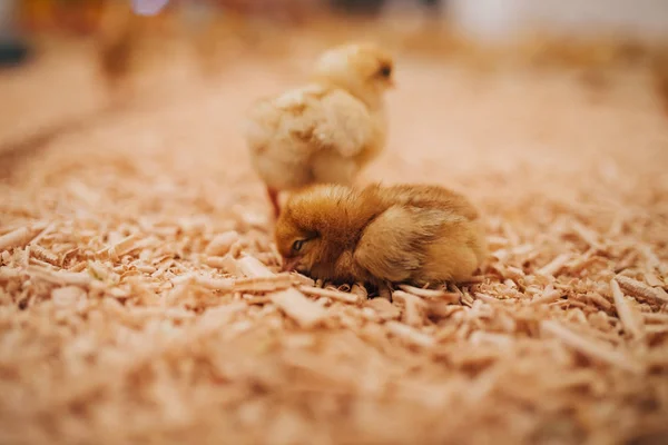 養鶏場では少し黄色い雛 選択と集中 短い被写し界深度 — ストック写真