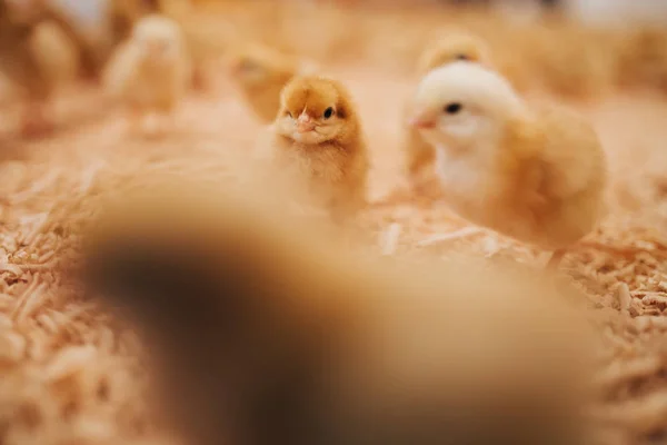 Små Gula Kycklingar Hönsgård Selektivt Fokus Kort Skärpedjup Svagt Ljus — Stockfoto