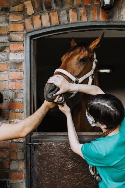 Kadın veteriner istikrarlı at sağlığını denetleme