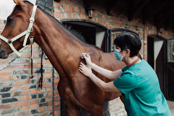 Mulher Veterinária Verificação Saúde Dos Cavalos Estábulo — Fotografia de Stock