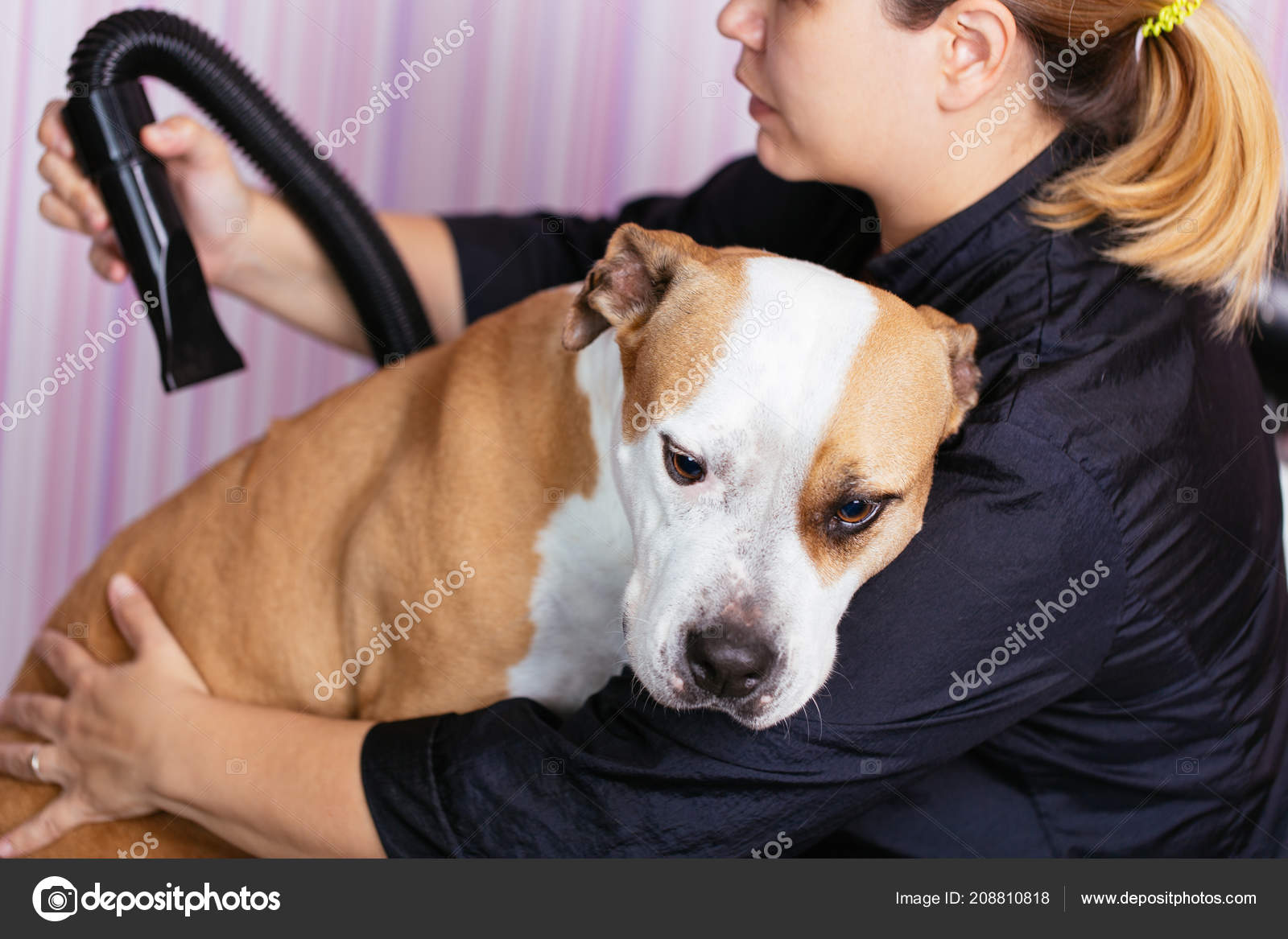 american dog grooming