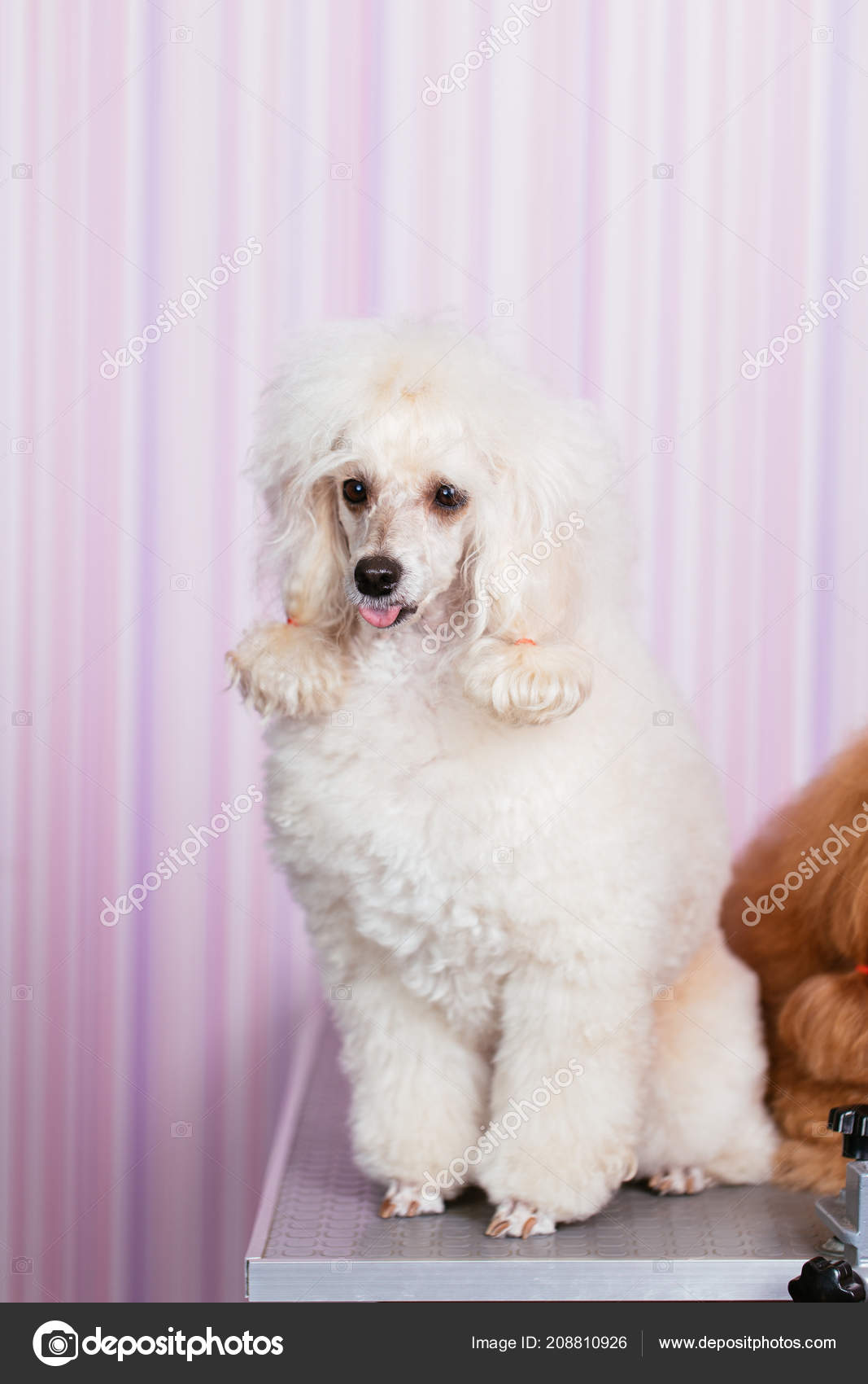 Les Caniches Histoire Dun Chien Pas Tout à Fait Comme Les