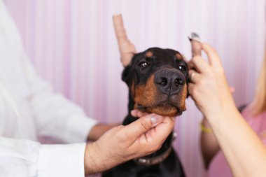 Genç safkan doberman köpek veteriner tedavi nedeniyle kırpılmış kulakları görüyor. Kırpma köpek.