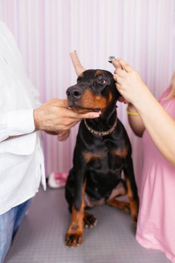 Genç safkan doberman köpek veteriner tedavi nedeniyle kırpılmış kulakları görüyor. Kırpma köpek.