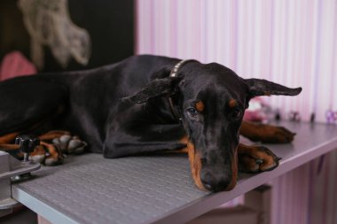 Genç safkan doberman köpek yavrusu yüzünden kırpılmış kulakları veteriner muamele