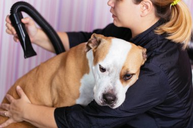 Köpek bakım işlemi. Amerikan Starfford korkunç masaya olurken fırça ve a profesyonel damat tarafından tarz oturur.