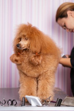 Köpek bakım işlemi. Kırmızı cüce fino köpeği masada olurken fırça ve a profesyonel damat tarafından tarz oturur