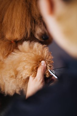 Köpek bakım işlemi. Profesyonel damat süs köpeğin pençelerini atış kapatmak. 
