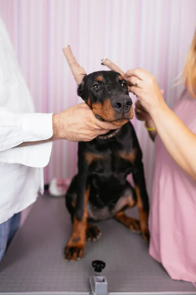Joven Cachorro Doberman Raza Pura Recibiendo Tratamiento Veterinario Debido Las — Foto de Stock