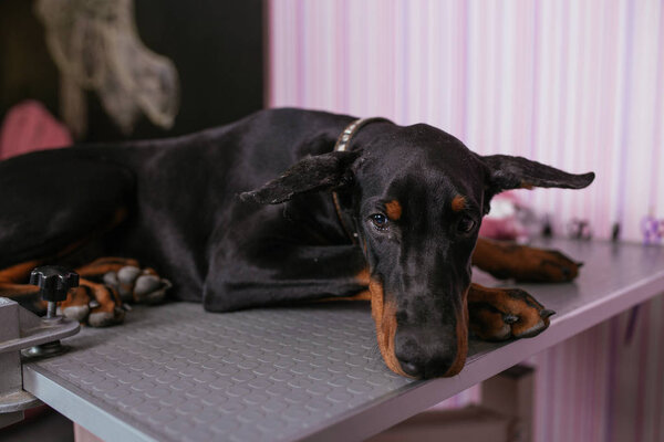Young purebred doberman puppy getting veterinary treatment because of cropped ears