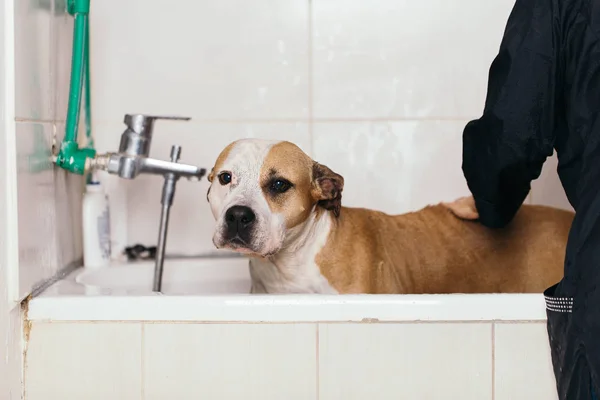 Köpek Bakım Işlemi Amerikan Starfford Korkunç Profesyonel Damat Tarafından Yıkanmış — Stok fotoğraf