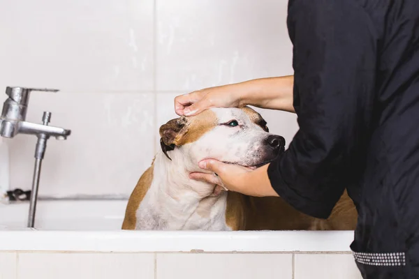 Köpek Bakım Işlemi Amerikan Starfford Korkunç Profesyonel Damat Tarafından Yıkanmış — Stok fotoğraf