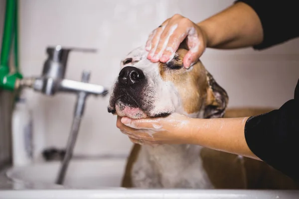 Proceso Preparación Perros American Starfford Terrier Sienta Sobre Mesa Mientras — Foto de Stock