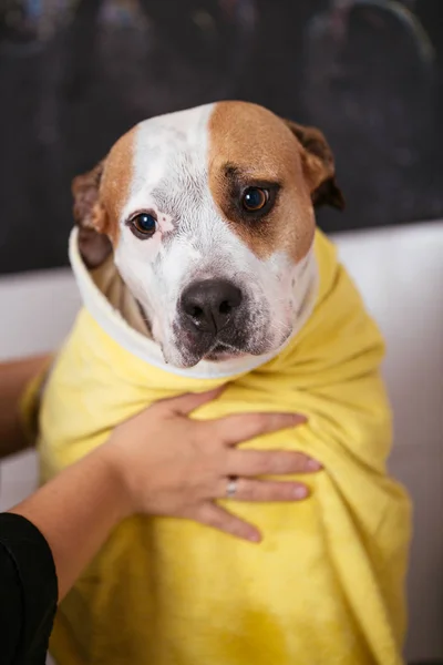 Köpek Bakım Işlemi Amerikan Starfford Korkunç Profesyonel Damat Tarafından Yıkanmış — Stok fotoğraf