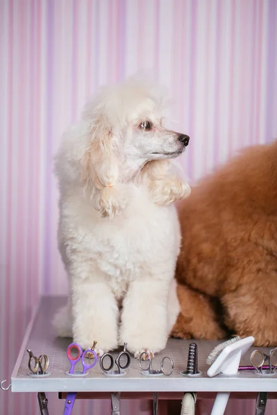 Köpek Bakım Işlemi Kayısı Cüce Fino Köpeği Studio Damat Olarak — Stok fotoğraf