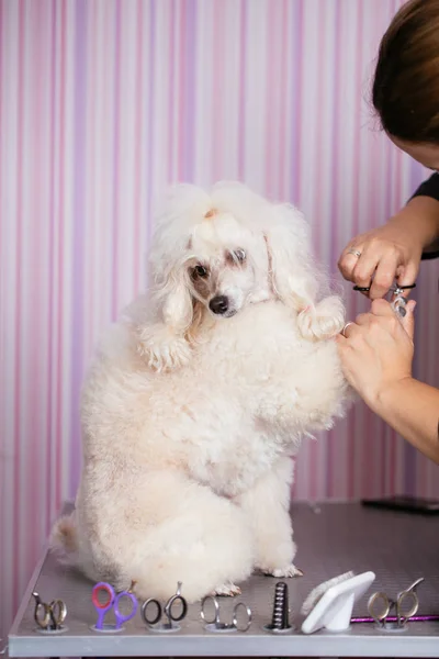 Dog Grooming Process Apricot Dwarf Poodle Sits Table While Being — Stock Photo, Image