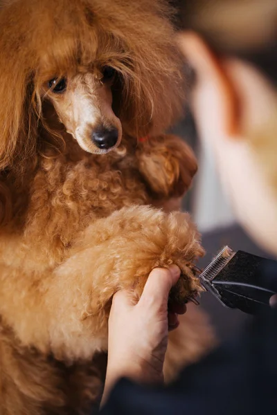 Köpek Bakım Işlemi Profesyonel Damat Süs Köpeğin Pençelerini Atış Kapatmak — Stok fotoğraf