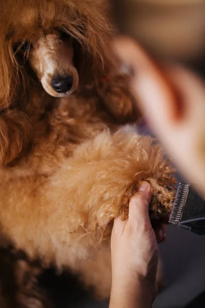 狗的梳理过程 红矮星贵宾坐在桌子上 而被刷和风格的专业美容师 — 图库照片
