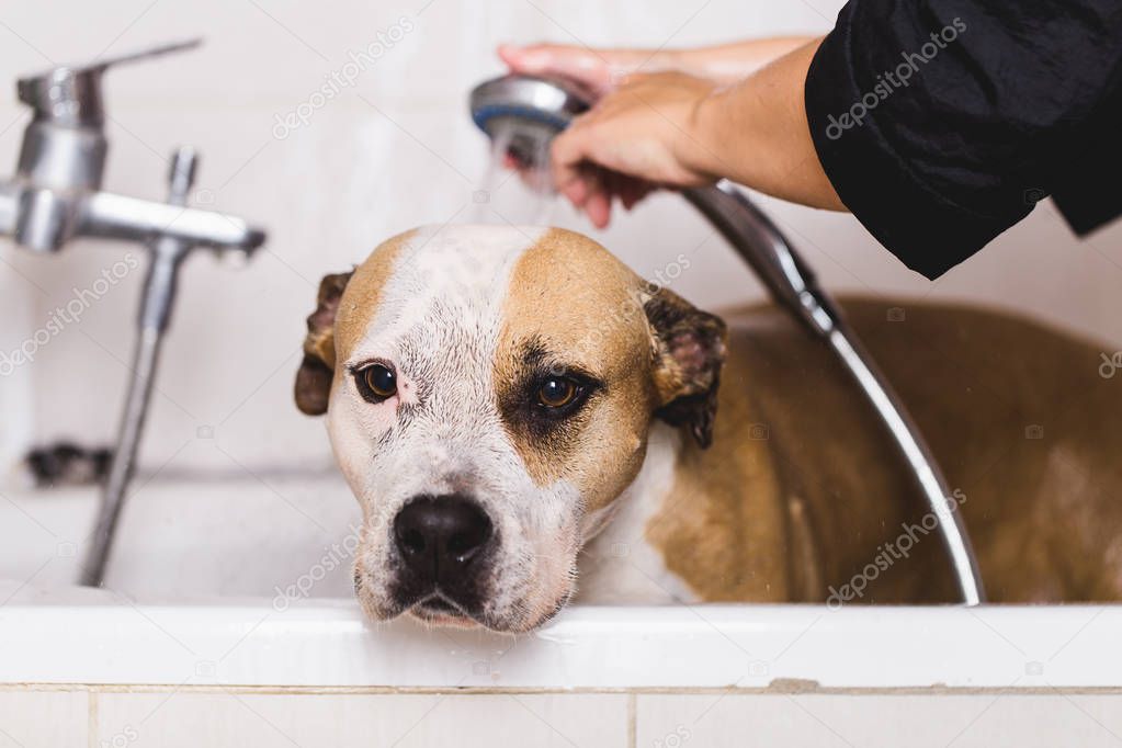 Dog grooming process. American Starfford terrier sits on the table while being washed by a professional groomer.
