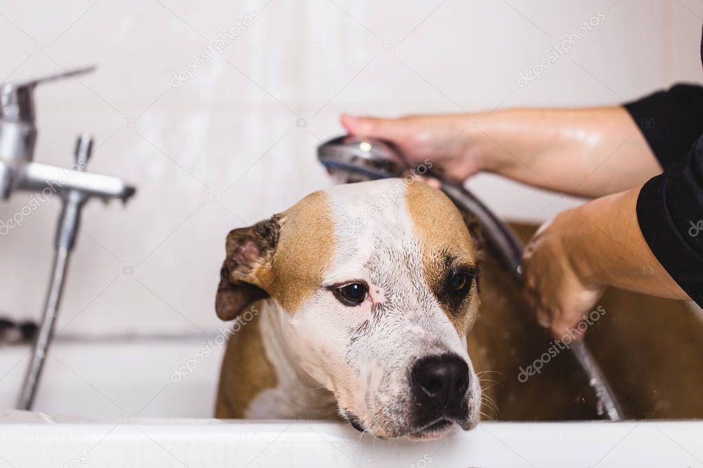 Dog grooming process. American Starfford terrier sits on the table while being washed by a professional groomer.