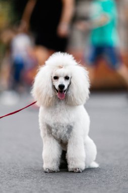 Köpek çiftliği kanişi parkta oynuyor.