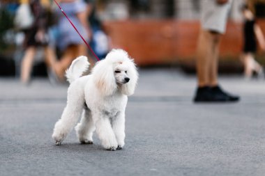 Köpek çiftliği kanişi parkta oynuyor.