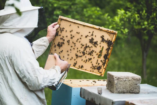 Крупный План Человека Держащего Раму Пчелиным Воском Селективный Фокус — стоковое фото