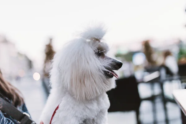 Собака Породы Пудель Играет Парке — стоковое фото