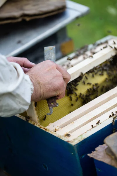 Крупный План Человека Держащего Раму Пчелиным Воском Селективный Фокус — стоковое фото