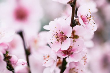 Bulanık çiçek arka plan çiçeği kayısı ağacı