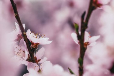 Bulanık çiçek arka plan çiçeği kayısı ağacı