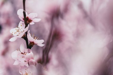 Bulanık çiçek arka plan çiçeği kayısı ağacı