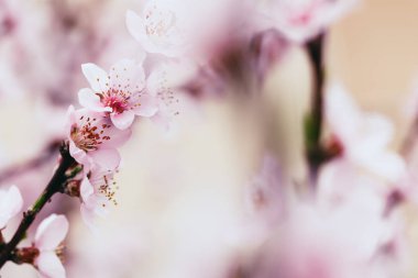 Bulanık çiçek arka plan çiçeği kayısı ağacı