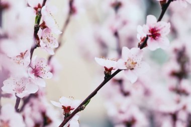 Bulanık çiçek arka plan çiçeği kayısı ağacı