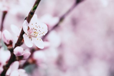 Bulanık çiçek arka plan çiçeği kayısı ağacı