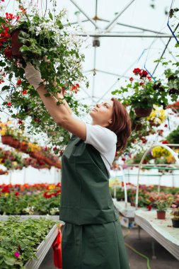 Serada çalışan ve güzel çiçekler zevk Kızıl saçlı genç kadın. Bahçe merkezinde kadın işçisi.