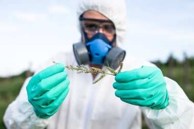 Ot kontrolü. Endüstriyel Tarım araştırması. Koruyucu süitteki adam ve maske alan içinde ot örnekleri alıyor. Güneşli gün doğal sert ışık. 