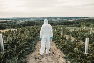 Ot kontrolü. Endüstriyel Tarım araştırması. Koruyucu süitte dijital tableti olan ve alanda ot örnekleri alan bir maske olan adam. Güneşli gün doğal sert ışık. 