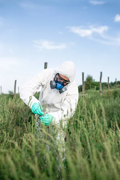 Weed control. Industrial agriculture researching. Man in protective suite and mask taking weed samples in the field. Natural hard light on sunny day.