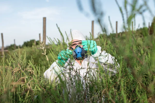 Ogräsbekämpning Industriellt Jordbruk Forska Man Skyddande Svit Och Mask Tar — Stockfoto