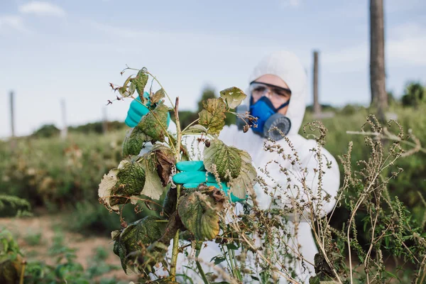 Ogräsbekämpning Industriellt Jordbruk Forska Man Skyddande Svit Och Mask Tar — Stockfoto