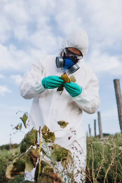 Weed control. Industrial agriculture researching. Man in protective suite and mask taking weed samples in the field. Natural hard light on sunny day.