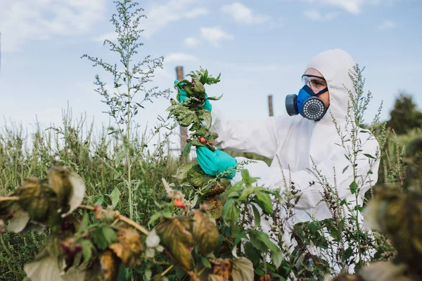 Onkruidbestrijding Industriële Landbouw Het Onderzoeken Man Beschermende Suite Masker Rekening — Stockfoto