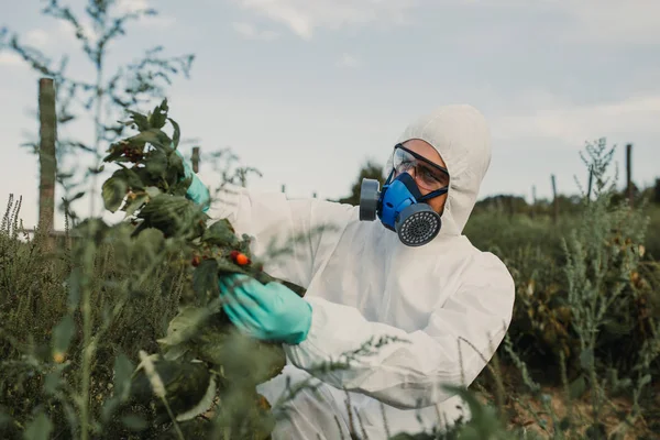 Contrôle Des Mauvaises Herbes Recherche Agriculture Industrielle Homme Avec Tablette — Photo