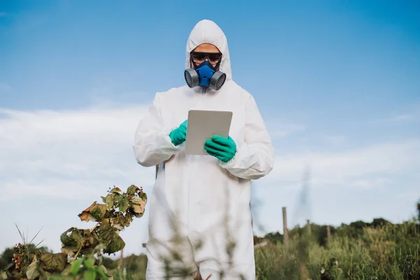 Weed control. Industrial agriculture researching. Man with digital tablet in protective suite and mask taking weed samples in the field. Natural hard light on sunny day.