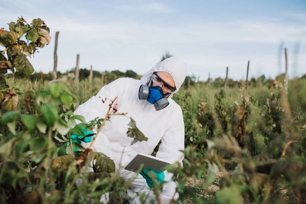 Weed control. Industrial agriculture researching. Man with digital tablet in protective suite and mask taking weed samples in the field. Natural hard light on sunny day.