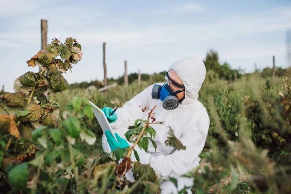 Weed control. Industrial agriculture researching. Man with digital tablet in protective suite and mask taking weed samples in the field. Natural hard light on sunny day.