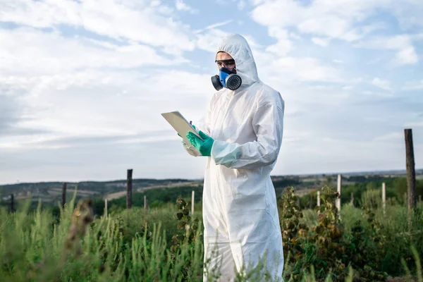 Weed control. Industrial agriculture researching. Man with digital tablet in protective suite and mask taking weed samples in the field. Natural hard light on sunny day.