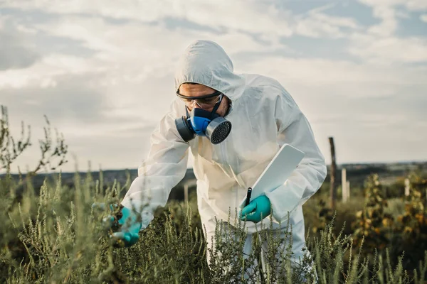 Weed control. Industrial agriculture researching. Man with digital tablet in protective suite and mask taking weed samples in the field. Natural hard light on sunny day.